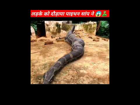 #shorts #snake #snakes #anacondaAnaconda Snake 3 in Real Life