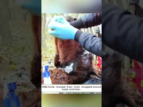 Wild horse  rescued  from  chain  wrapped around head, and then #horse #animals #short