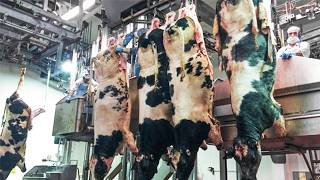 Millions Of Dairy Cows Farming, Milking & Transport Process - Cow Slaughter & Beef Processing Line