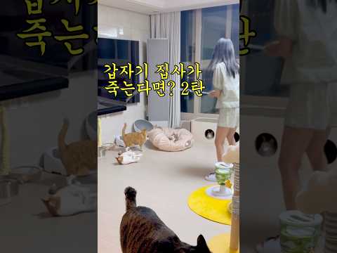 고양이들 반응에 눈물 터짐,, #고양이 #cat #고양이일상 #고양이영상 #catlovers #catshorts #catvideos