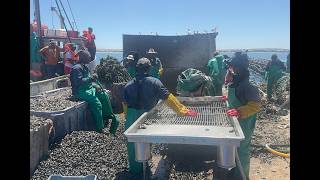 NEF Investee Spotlight | Imbaza Mussels