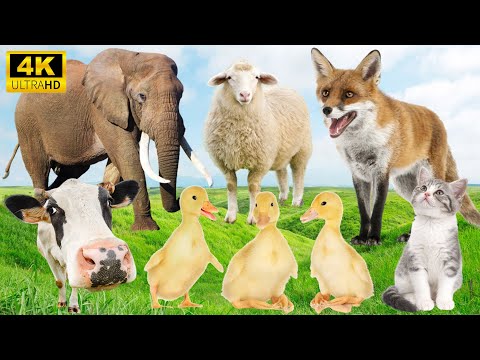 Nature’s Best Sounds: Elephant, Sheep, Wolf, Duck, Cow - Animal Videos