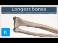 Human Skeletal System and Joints