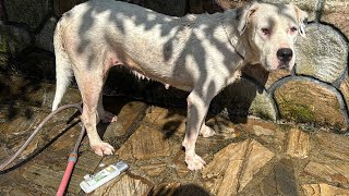 KÖPEKLERİMİN BANYO GÜNÜ 