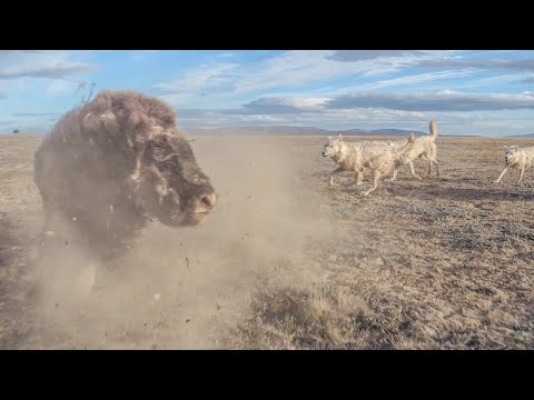 Robot Spy Owl Tracks Wolves Hunting Musk Ox - Will The Ox Survive?