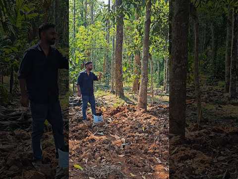 ഇച്ചിരി വൈകിങ്കിലും ഒത്തിരി വൈകിപ്പിച്ചില്ല....#shorts #farming #adathaap #malayalam #vegetables
