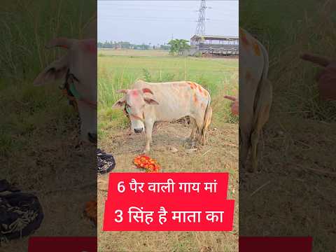 6 पैर वाली गौ माता! 🙏🙏