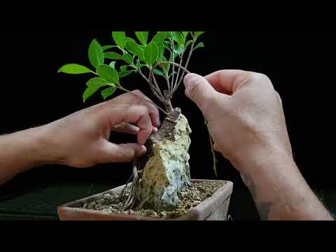 Ficus sobre roca comprado en wallapop