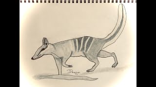 How to draw animals/NUMBAT/Πως να ζωγραφίσω ζώα/ ΝΟΥΜΠΑΤ