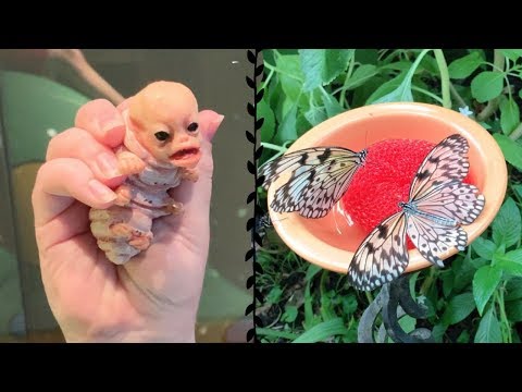 Our alien caterpillar creature went to the butterfly museum!