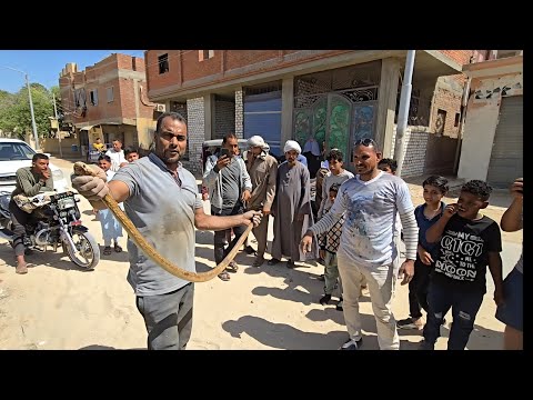 صيد كوبرا من علي طريق عمومي أمام البيوت مع مصطفى هجرس