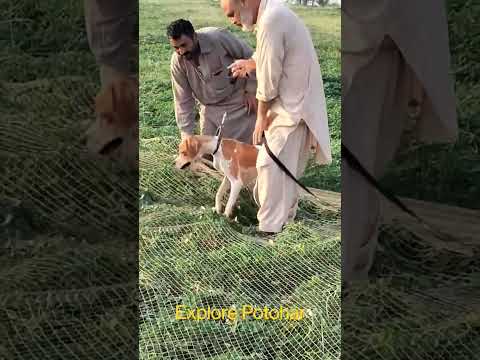 Quails Hunting with nett & Dog | Batair ka Shikar | Dogs Hunting Quails | #quail #shorts 35M+ Views