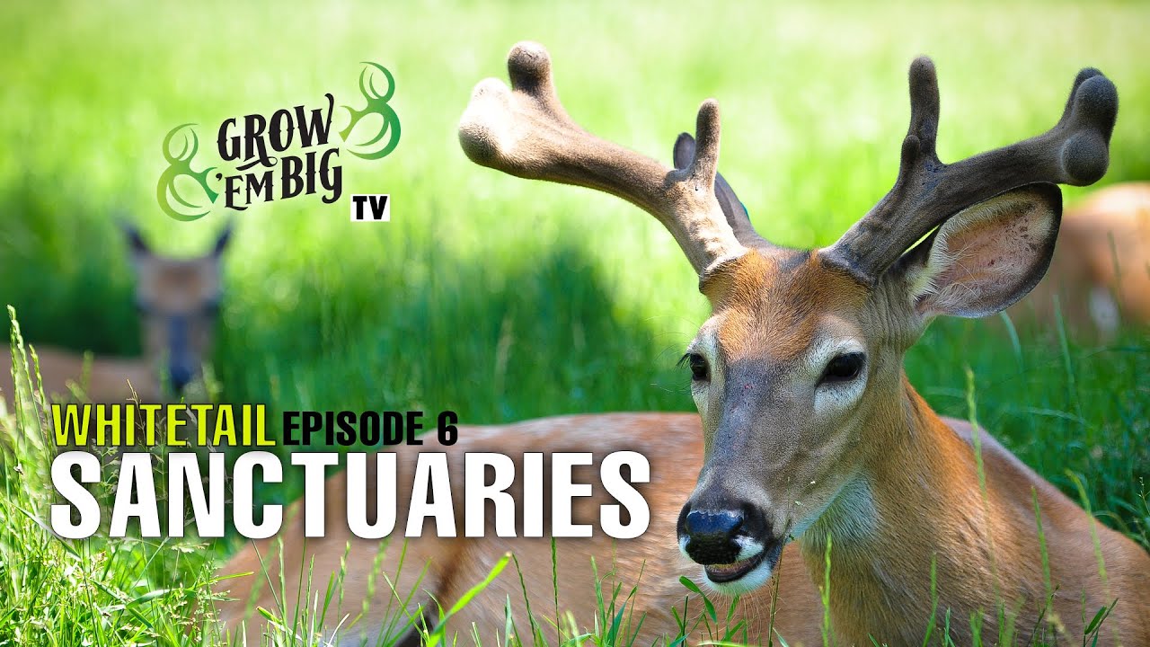 Whitetail Sanctuaries | Grow ’em Big TV