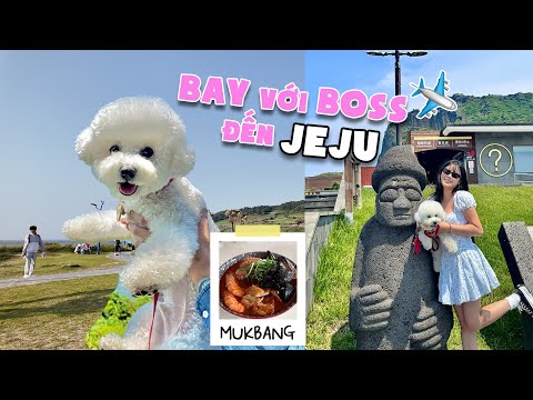 VLOG Cún cưng lần đầu đi máy bay ✈️ Đi Jeju ăn chơi mệt nghỉ🐶