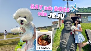 VLOG Cún cưng lần đầu đi máy bay ✈️ Đi Jeju ăn chơi mệt nghỉ🐶