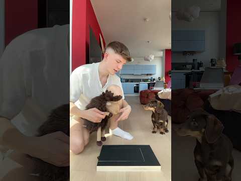 Krallen von Peppi schneiden
