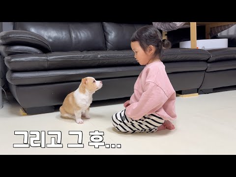 경상도 아기에게 사투리로 훈육 당했던 새끼 강아지가 또 혼난 이유 ㅋㅋㅋ