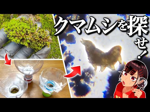 凄い生物「クマムシ」をその辺のコケから探し出せ！【自由研究】【夢】
