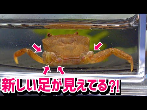 足３本のカニがエサを食べなくなりました。