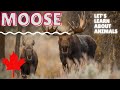 Moose Behavior and Characteristics