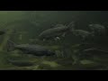 Clinton River Watershed Knowledge Assessment