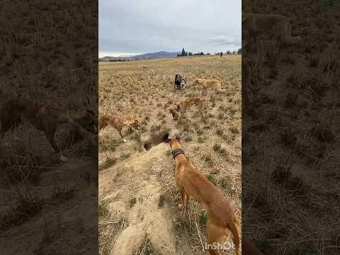Wait for end 🤣#greyhounddog #rabbit #greyhoundracing #dogracing #dog #viralshort #trendingshorts