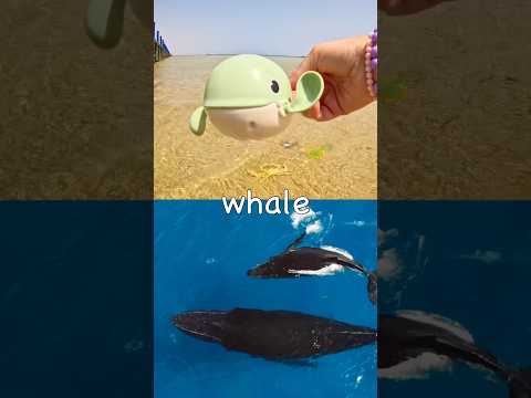 Sea Animal Names for Kids to Learn at the Lagoon: Whale Seal Walrus Guitarfish Horseshoe Crab