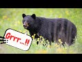 Exploring Black Bear Vocalizations and Fun Facts
