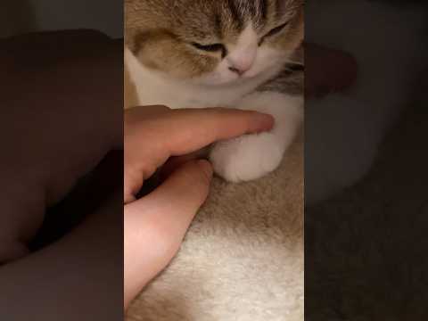 고양이 솜방망이 건드리면 일어나는 일 when you touch your cat’s paw