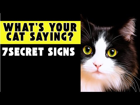 7 Clear Signs in Your Cat’s Body Language Explained