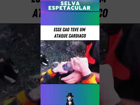 Nessa expedição de caça esse cachorro teve um ataque cardíaco #selva #vidaanimal #cachorro #cao