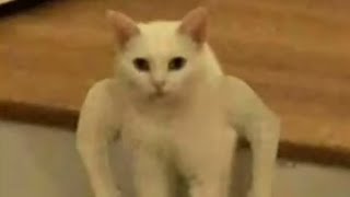 Gacha Life Tik Tok Edits | Gacha Life Memes | Tachio #Short #Shorts #Gacha #Gachalife