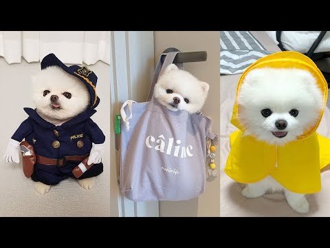 Top 10 Cutest Puppy Moments