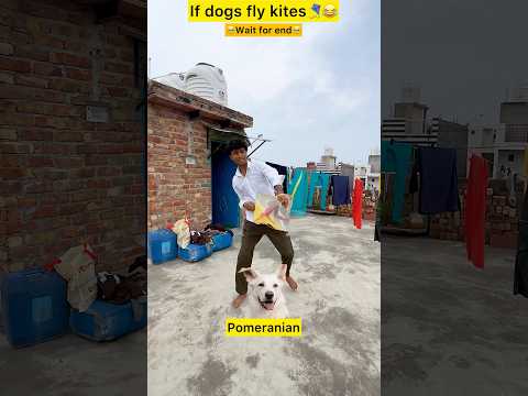 If dogs fly kite 🪁😂 #shorts #trending