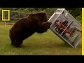 Understanding Bear Behavior and Safety