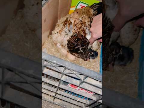 Bushra Start Hatched🐣 Desi Kurak Murgi brooding cycle 132#hen #shorts #youtube #youtubeshorts #pets