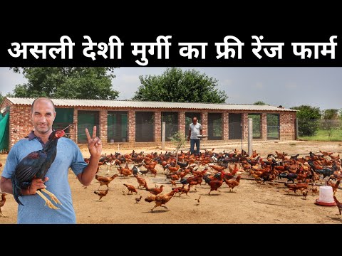 सिर्फ 2 मुर्गी से बनाई 800 देशी मुर्गी का Free Range Desi Poultry Farm | Desi Murgi Palan | Poultry