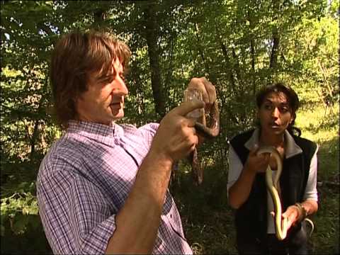 C'est pas sorcier -SERPENTS : DES REPTILES QUI ONT DU CHARME