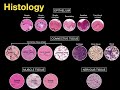 Connective and Muscle Tissue Concepts