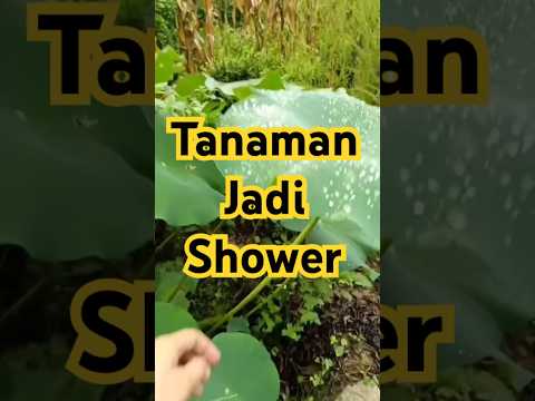 Tanaman Jadi Shower #viral #eksperimen #shorts