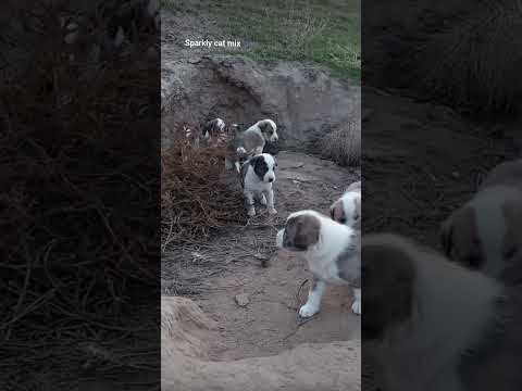Small street dogs they have no Food