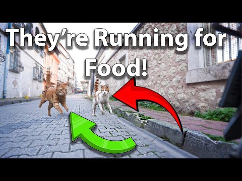 Stray Cats Run Toward Me for Food! (stray cats feeding, feeding stray animals) Best cat food