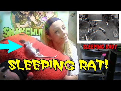 Feeding Sleeping RAT (On My Sleeping Dad) TO A SNAKE!