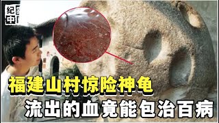 福建山村里的千年神龟，一到阴天就浑身流血，村民们都拿来治百病【解密大行动】