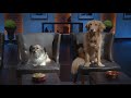 Dogtopia Franchise Opportunity Insights