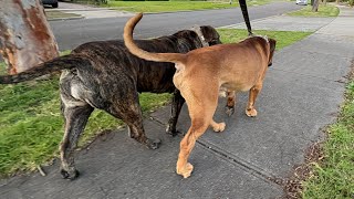Molly the Boerboel Saturday Afternoon walk 