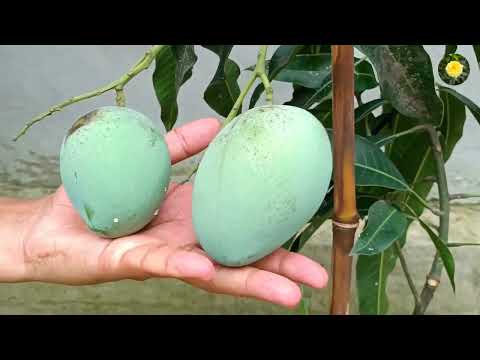 🔴 Grow Mango, Banana, Guava,  Lemon, Lichi, etc at home