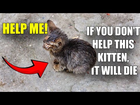 Rescuing Sick Kittens That Tried to Survive the Whole Winter in a Box | Lucky Paws