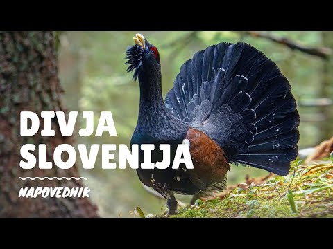 Poletni kino: Divja Slovenija (Slo / 2021)