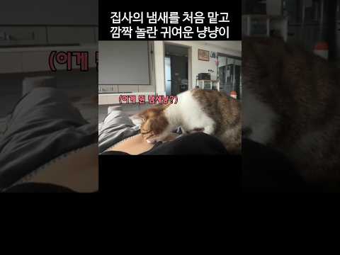 집사의 냄새를 처음 맡은 냥냥이의 귀여운 반응